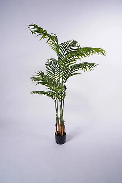 61" Palm