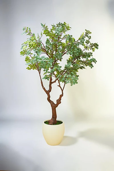 Plant w/pot 260cm Fosted Green
