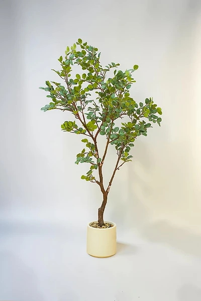 Plant w/pot 150cm Fosted Green