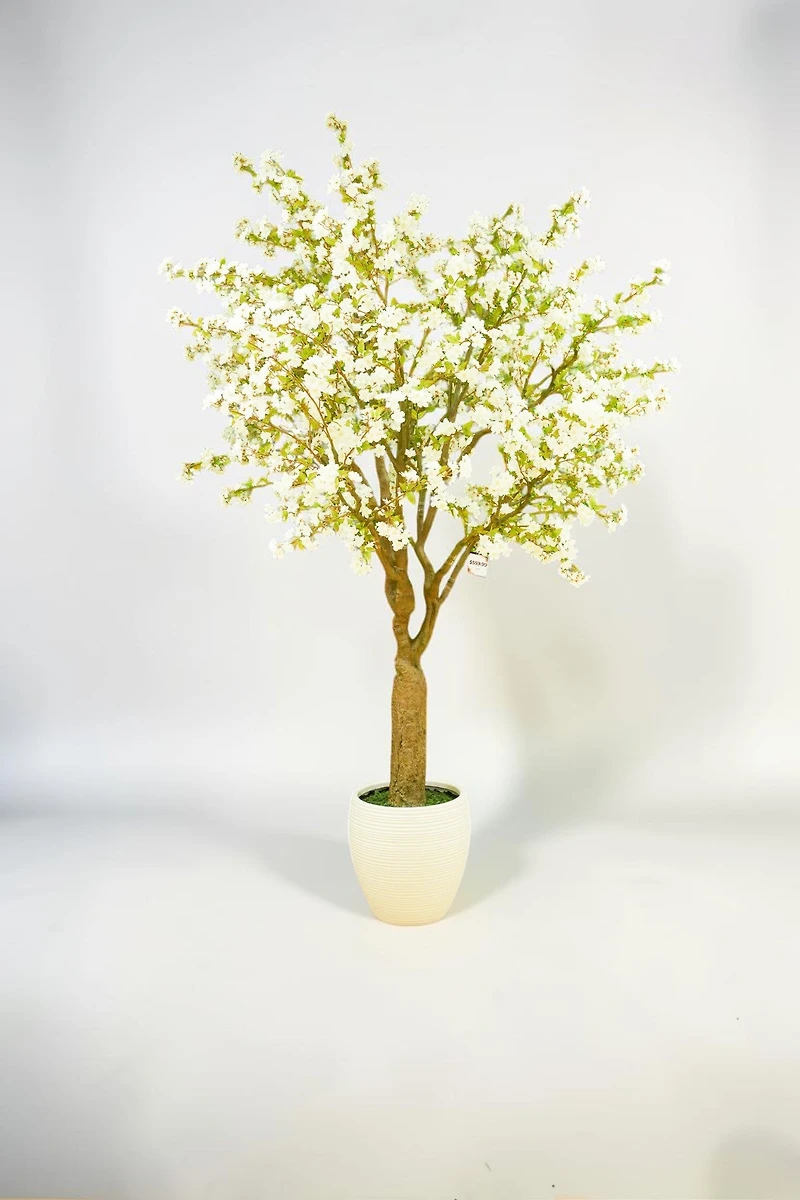 Cherry Blossom w/pot 300cmWhite