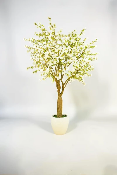 Cherry Blossom w/pot 300cmWhite