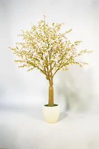 Cherry Blossom w/pot 300cm Pink