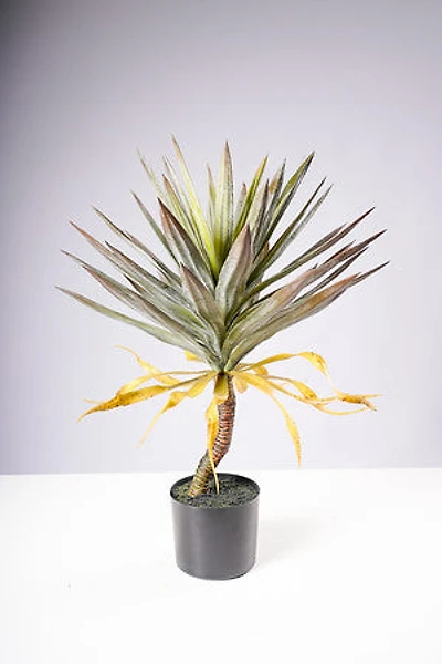 29"Yuca