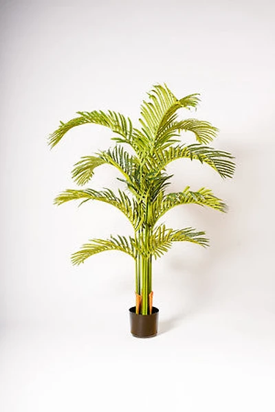 65" ARECA PALM