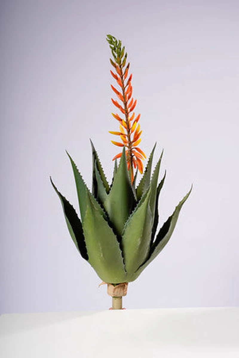 29" ALOE VERA PLANT W/FLOIWER GOLD/YELLOW