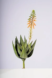 17" ALOE VERA FLOWER PLANT GOLD/YELLOW