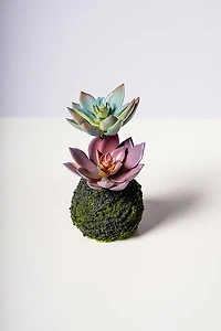 5.5" ECHEVERIA PLANT W/MOSS BALL PURPLE/GREEN