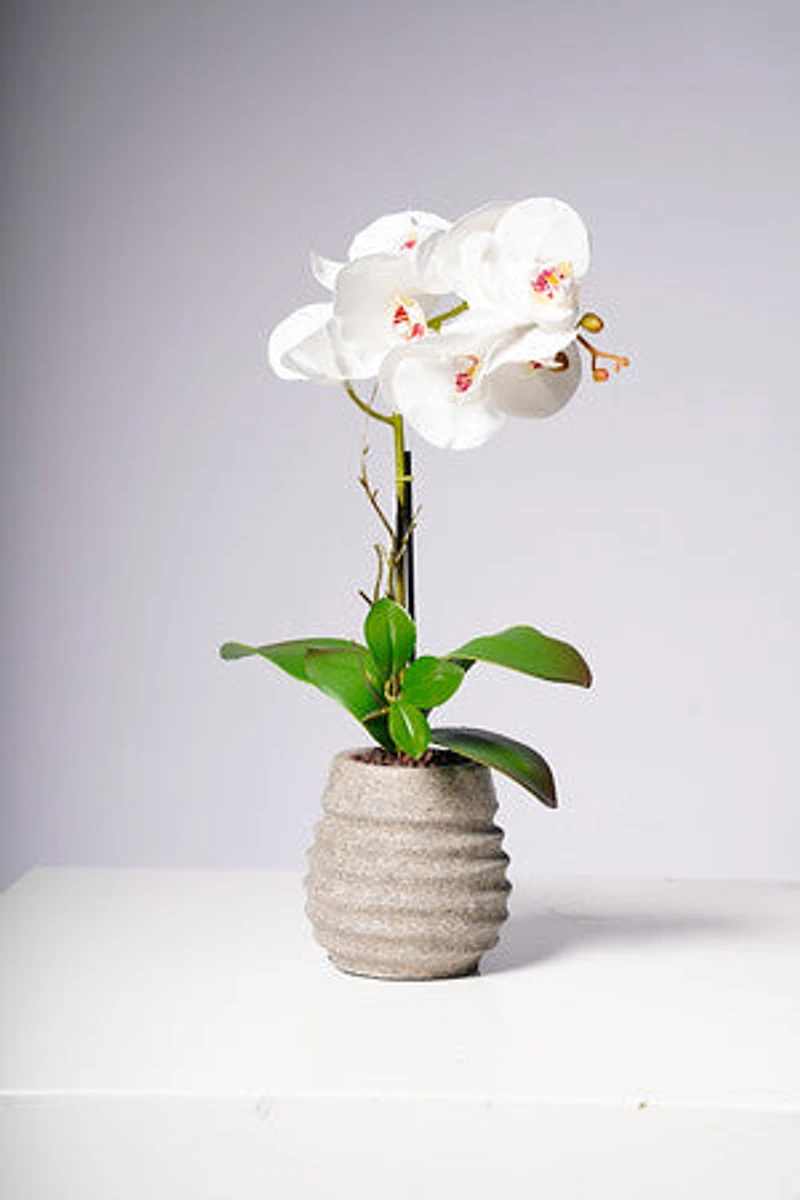 17" PHALAENOPSIS ORCHID WHITE