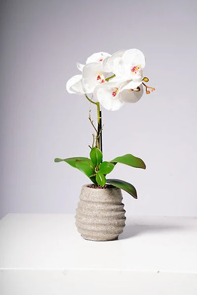 17" PHALAENOPSIS ORCHID WHITE