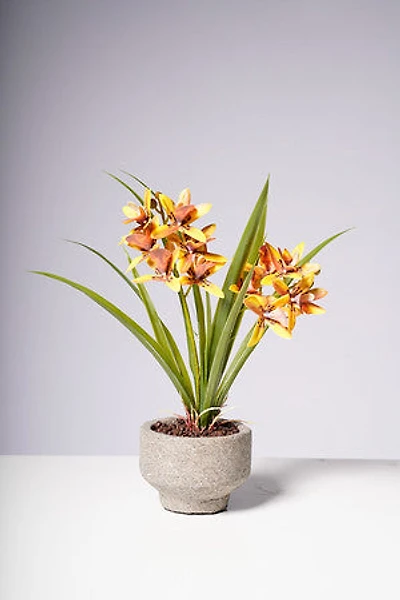 14" ORCHID ORANGE/BROWN