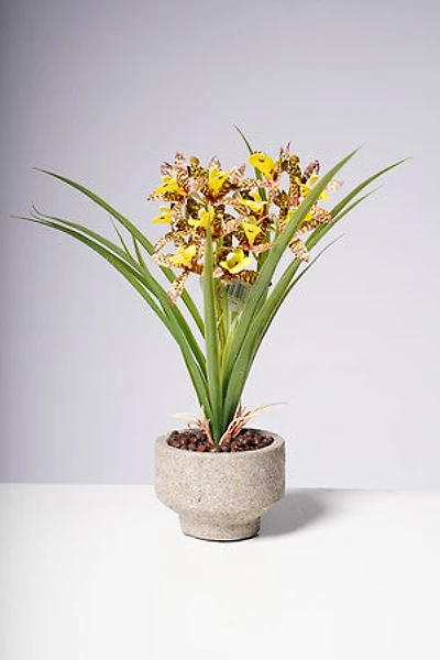 14" ORCHID YELLOW/BROWN