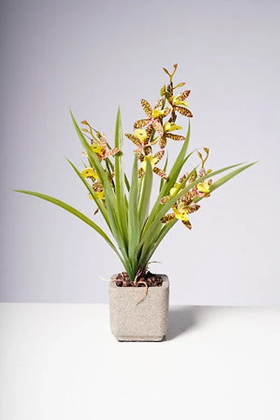 18" ORCHID YELLOW/BROWN