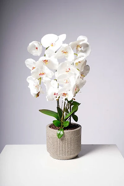 24" PHALAENOPSIS WHITE