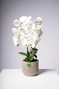 24" PHALAENOPSIS WHITE