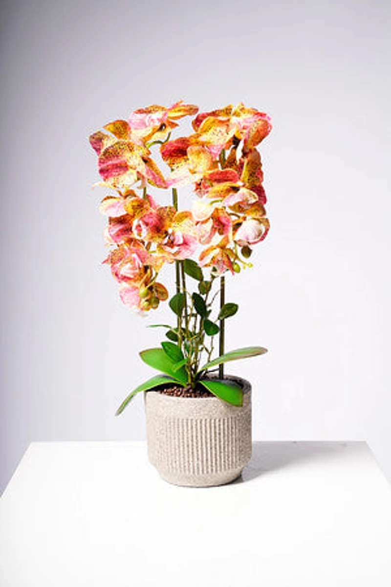 24" PHALAENOPSIS YELLOW/BROWN