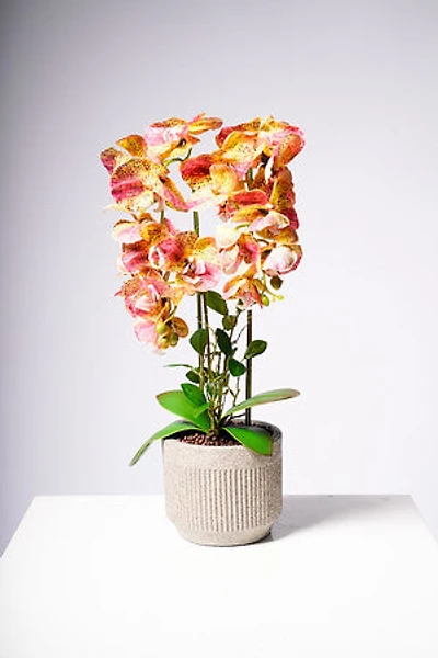 24" PHALAENOPSIS YELLOW/BROWN