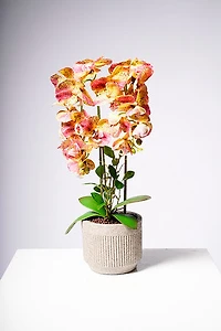 24" PHALAENOPSIS YELLOW/BROWN