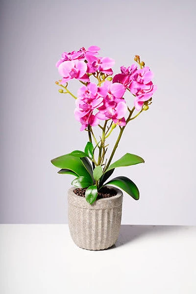 20" PHALAENOPSIS ORCHID PURPLE