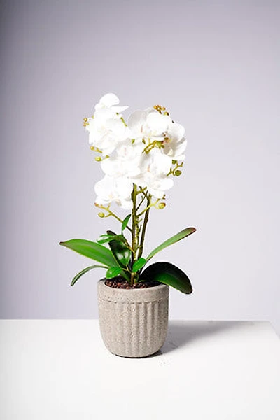 20" PHALAENOPSIS ORCHID WHITE