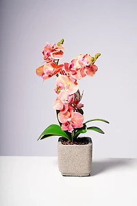 16" PHALAENOPSIS ORCHID ORANGE