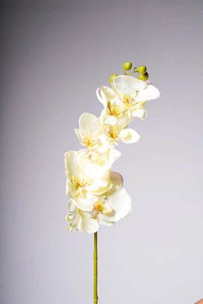 40" ORCHID X8 FLOWERS CREAM