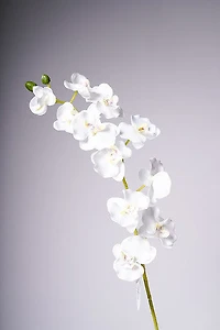 34" ORCHID X11 FLOWERS WHITE