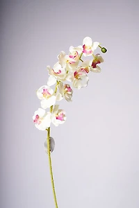 34" ORCHID X11 FLOWERS CREAM