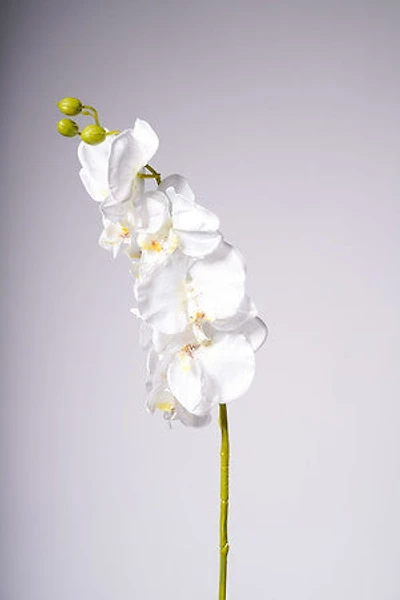 40" ORCHID X8 FLOWERS WHITE