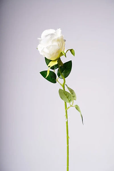 20" ROSEBUD WHITE