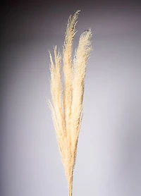 60" PAMPAS FLOWER X3 CREAM