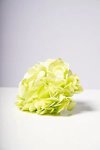 HYDRANGEA  HEAD X6 GREEN
