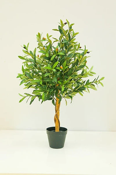 36" OLIVE TREE POT