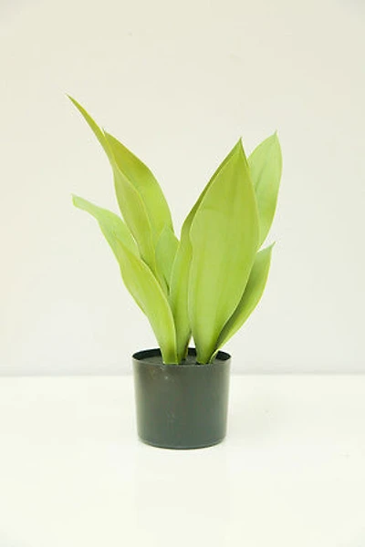 21" SANSEVIERIA IN POT