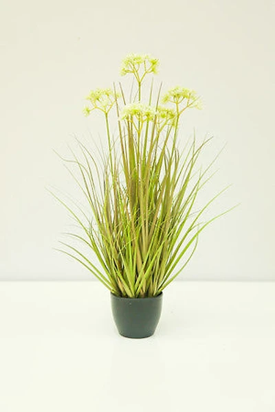 24" WHITE BABYSBREATH PLANT  IN POT