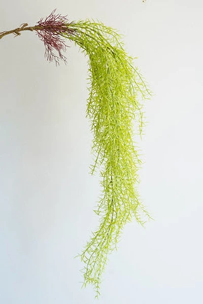 Hanging Lt.  Green Plant