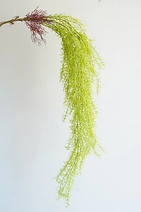Hanging Lt.  Green Plant