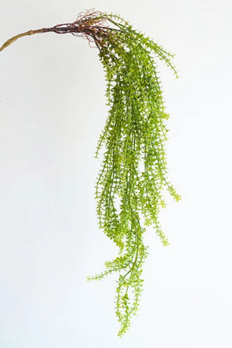 Hanging Plant