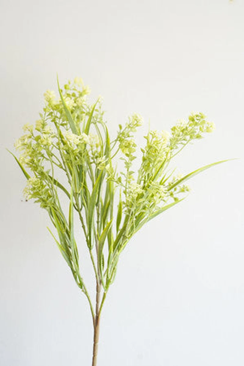 Cream Flower Bush
