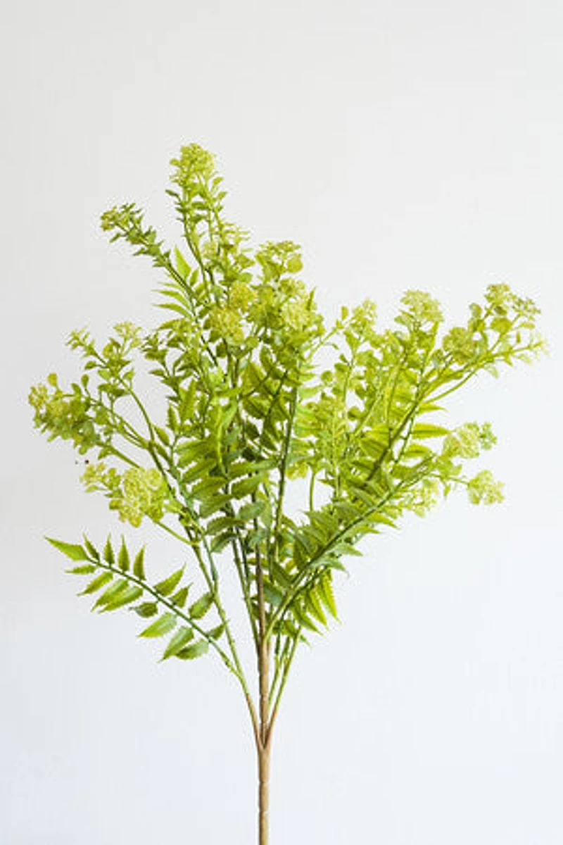 Green/Cream Flower Bush