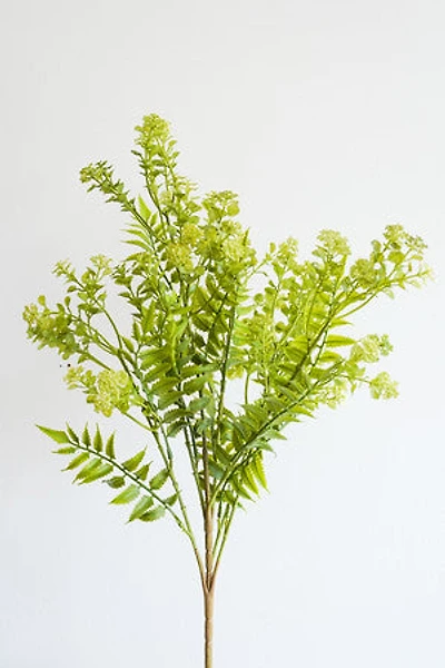 Green/Cream Flower Bush