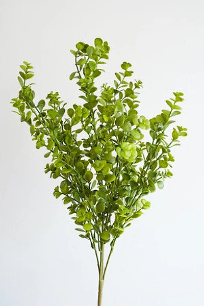 Mini Eucalyptus Bush