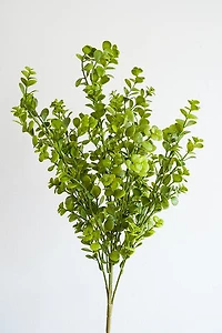 Mini Eucalyptus Bush