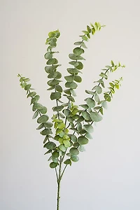 Eucalyptus Bunch