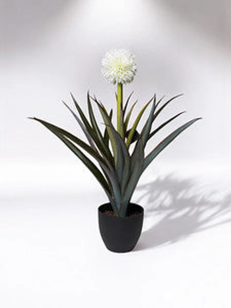 30" Pineapple Plant w/Pot - Coco's Plantation