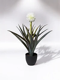 30" Pineapple Plant w/Pot - Coco's Plantation