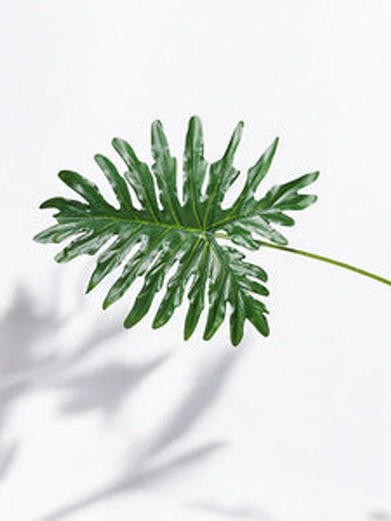 32" PHILODENRON LEAF