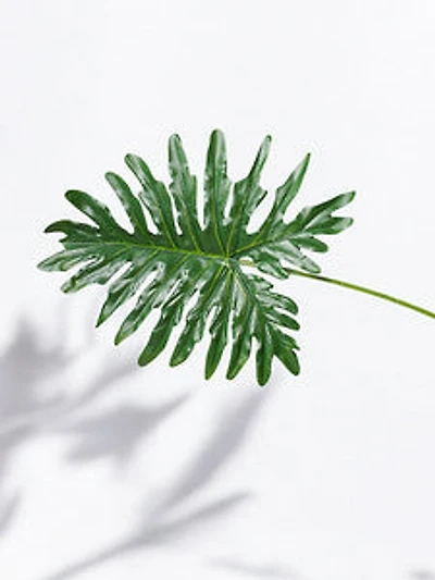 32" PHILODENRON LEAF
