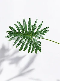 32" PHILODENRON LEAF