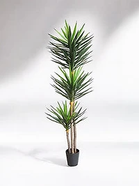 8' 1/2 YUCA PLANT
