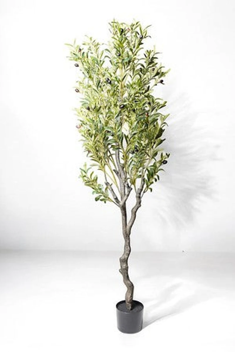 OLIVE TREE 180CM